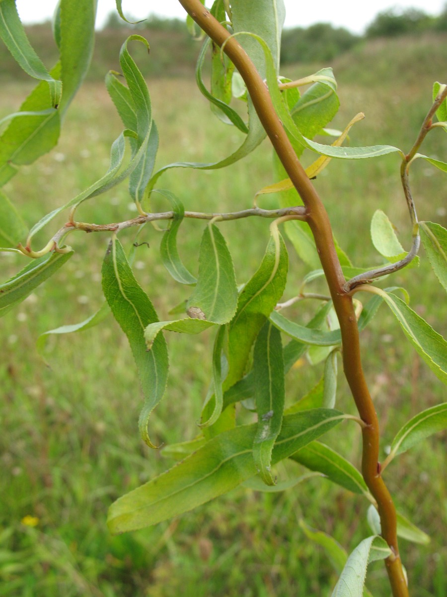 Salix babylonica